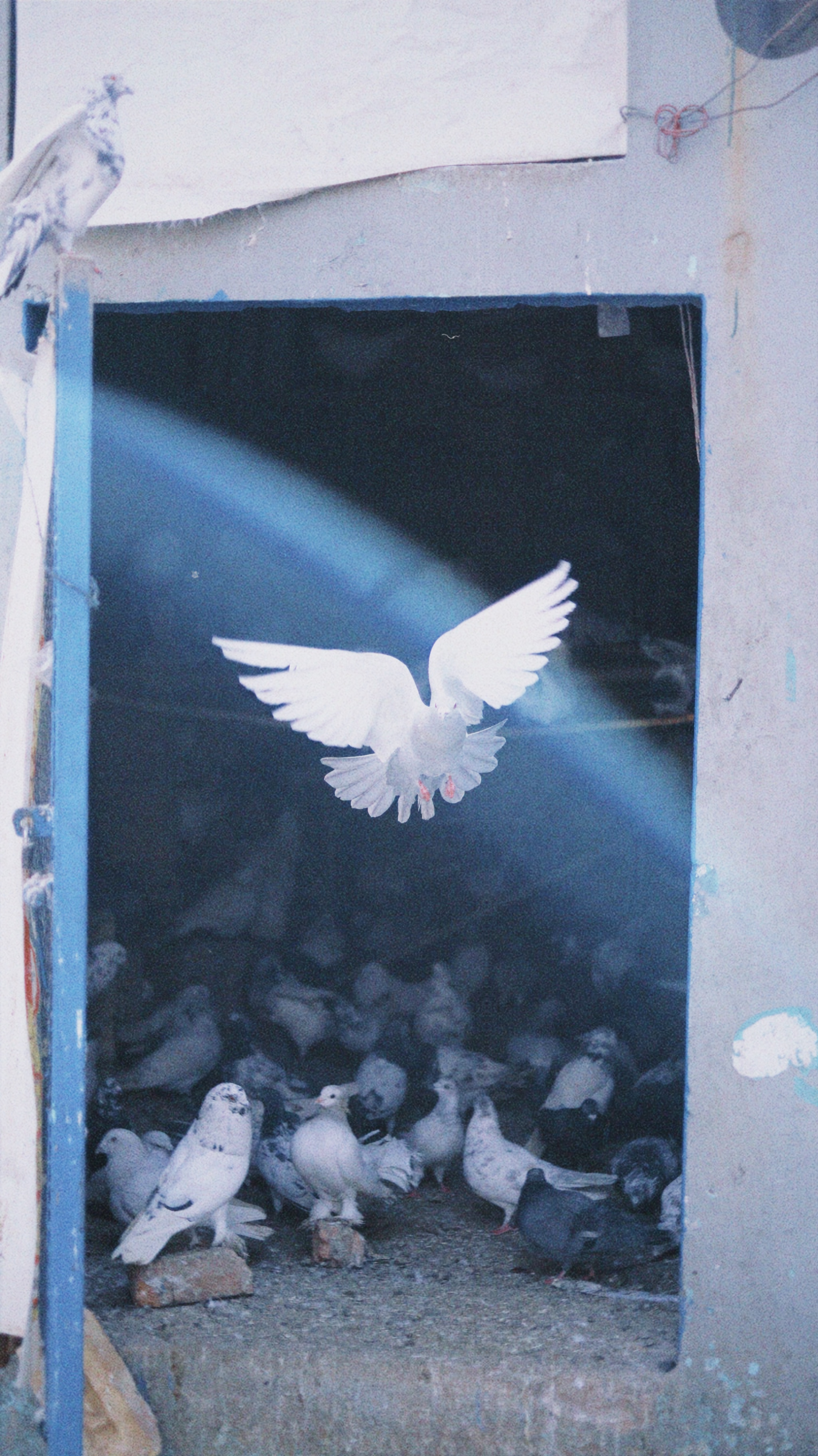 Doves in Rawalpindi, 2021 — the source photograph